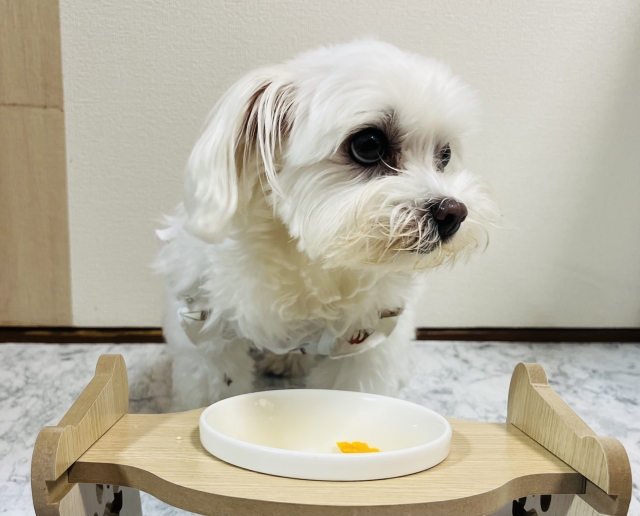 ウェットフードを好む犬への対処法