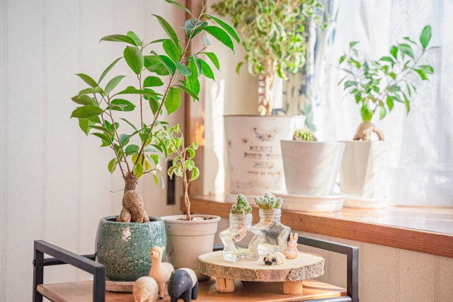 ひとはな 観葉植物 口コミ徹底解説！まとめ