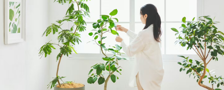 ひとはな 観葉植物 口コミから見る人気の理由と失敗しない選び方