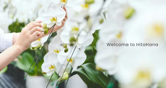 株式会社ひとはな 評判と信頼性｜胡蝶蘭やアレンジメントの品質